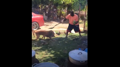 Jamaican Man Repeatedly Hits Dogs With Shovel For Fighting At His Family Cookout!