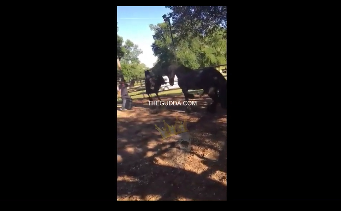 Female Horse Kicks Male Horse In Heat And Kills Him! 
