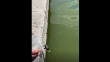 Releasing A Pet Turtle Goes All The Way Wrong!