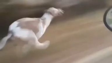 Dog keeps up with speeding car