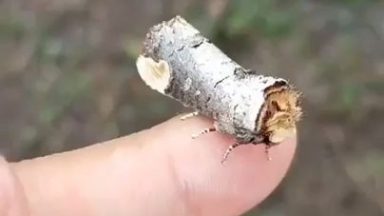 Look how amazing this moths camouflage is!