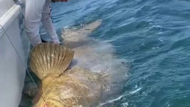 This 500lb giant grouper
