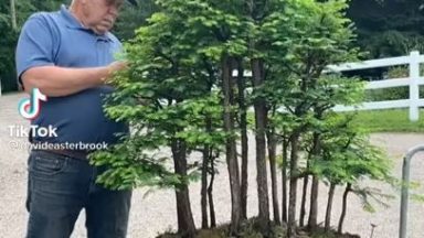 This Bonsai Forest