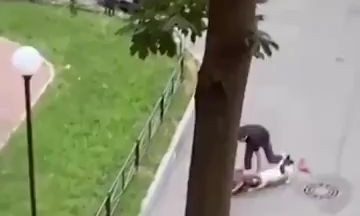 This man protecting his old dog with his own body from the attack of two american staffordshire terriers