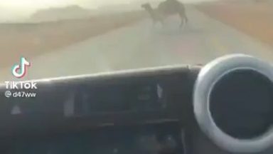 Using baby camel as bait to steer the mother away from the highway